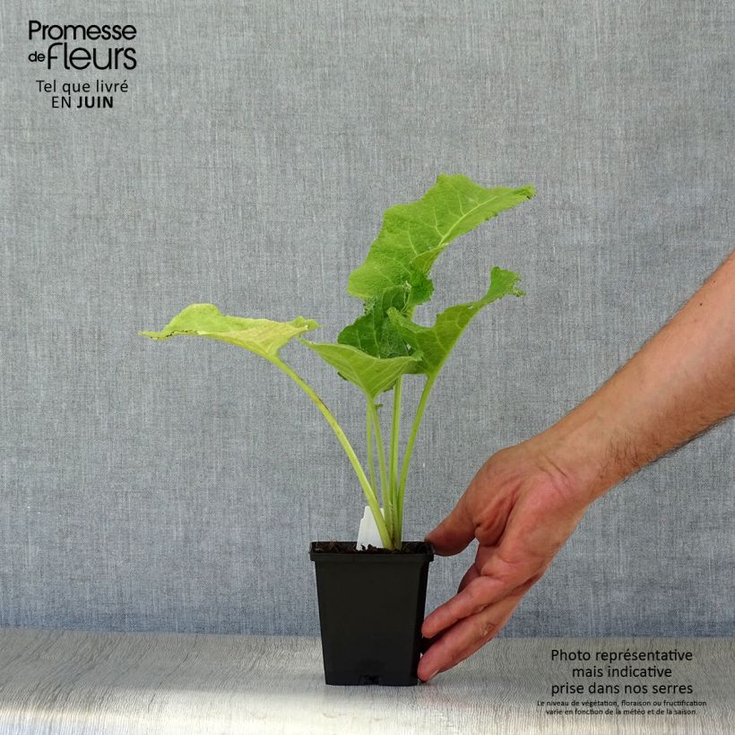 Amostra de Telekia speciosa Vaso de 8/9 cm tal como entregue no verão