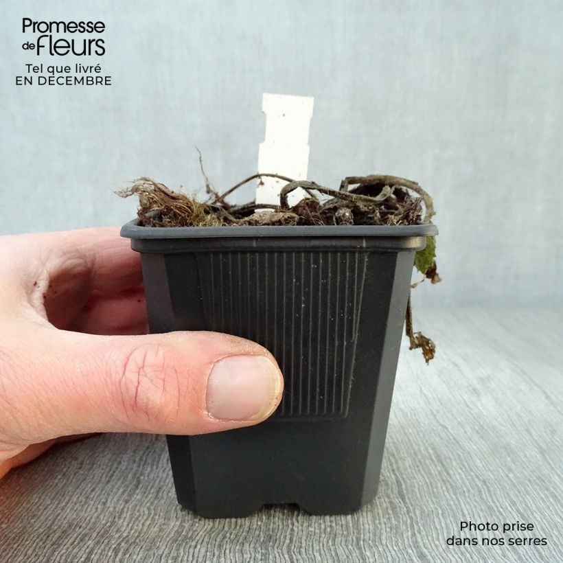 Amostra de Telekia speciosa Vaso de 8/9 cm tal como entregue no inverno