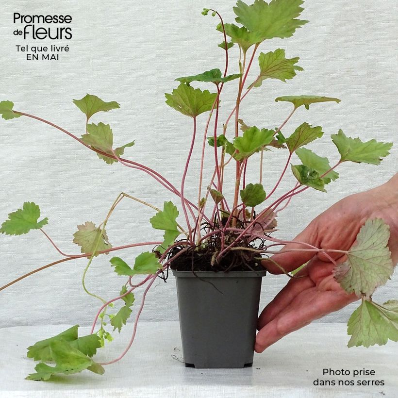 Amostra de Tellima grandiflora Rubra Vaso de 8/9 cm tal como entregue na primavera