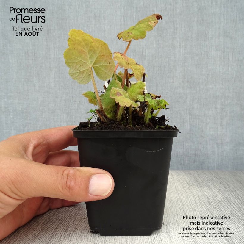 Amostra de Tellima grandiflora Vaso de 8/9 cm tal como entregue no verão