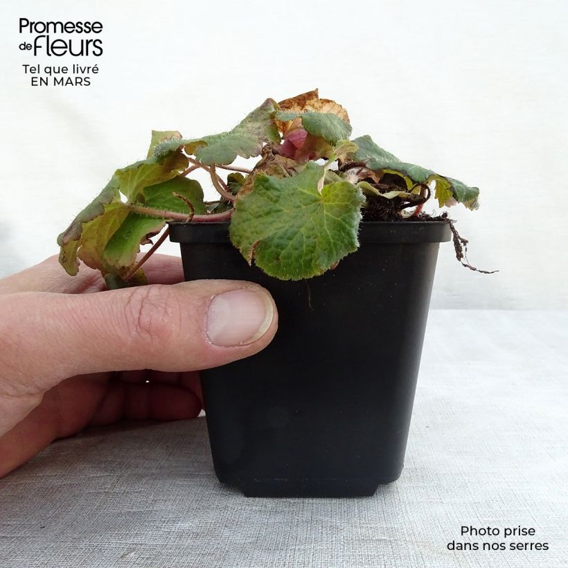 Amostra de Tellima grandiflora Vaso de 8/9 cm tal como entregue na primavera