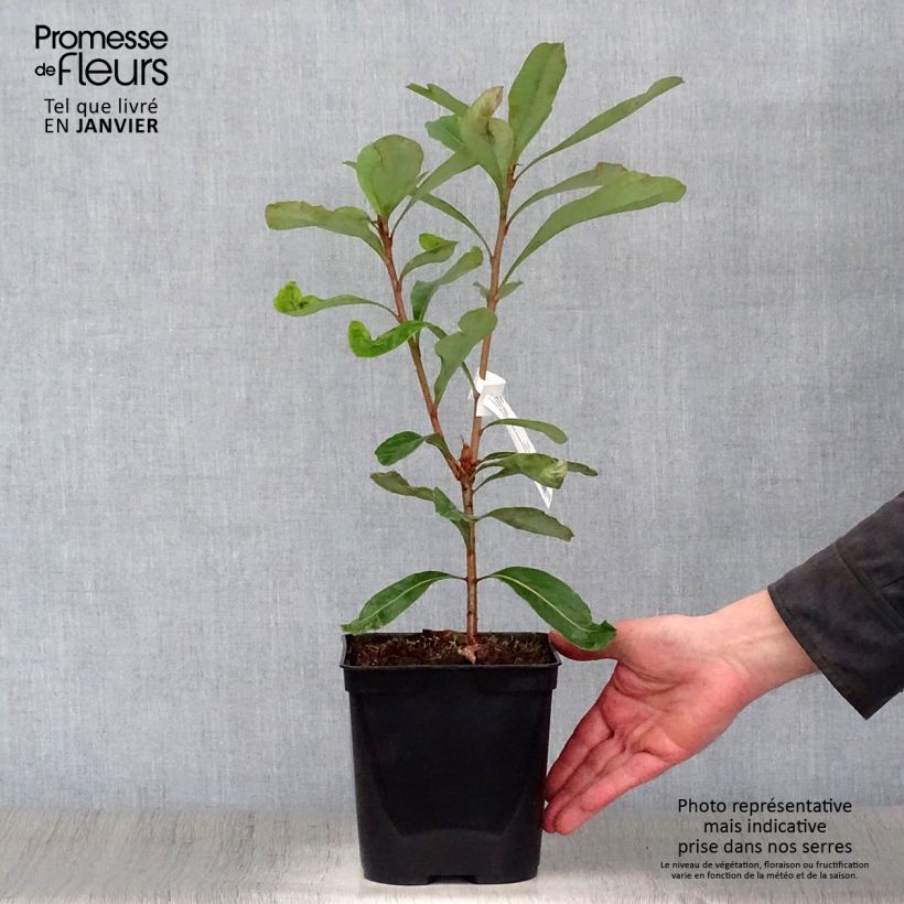 Amostra de Telopea Emperor's Torch Vaso de 2 L/3 L tal como entregue no inverno