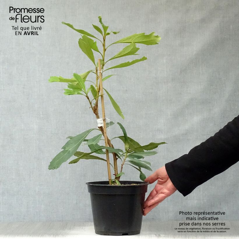 Amostra de Telopea speciosissima Shady Lady Yellow Vaso de 4 L/5 L tal como entregue na primavera