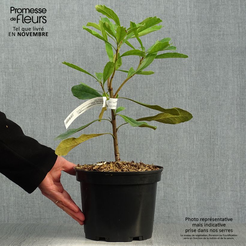 Amostra de Telopea speciosissima Shady Lady Yellow Vaso de 4 L/5 L tal como entregue no outono