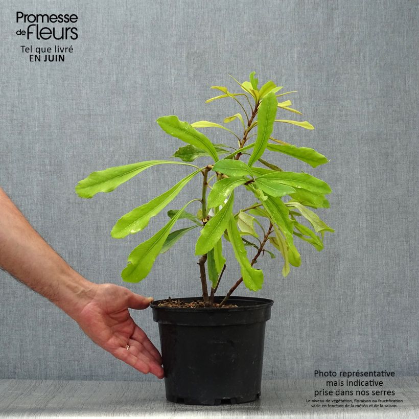 Amostra de Telopea speciosissima Shady Lady Yellow Vaso de 4 L/5 L tal como entregue no verão