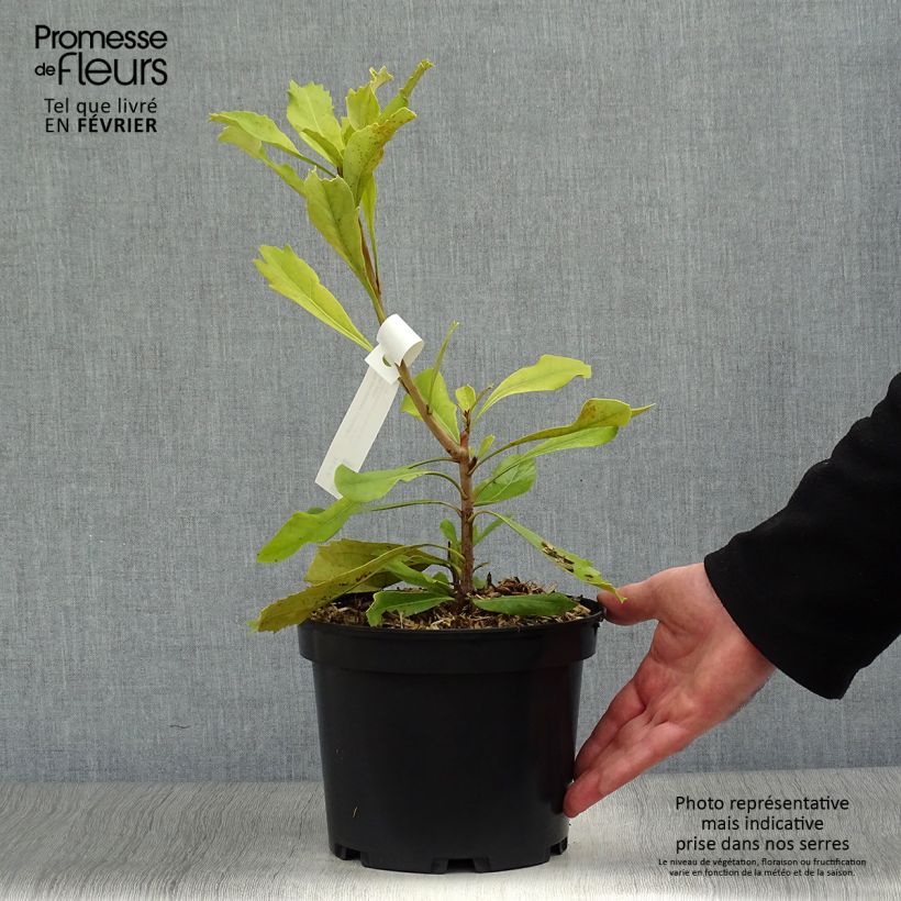 Amostra de Telopea Shady Lady Yellow Vaso de 4 L/5 L tal como entregue no inverno