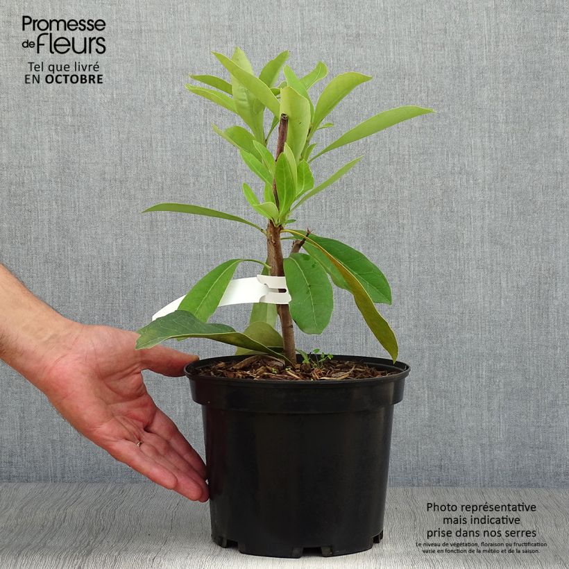 Amostra de Telopea speciosissima Vaso de 4 L/5 L tal como entregue no outono