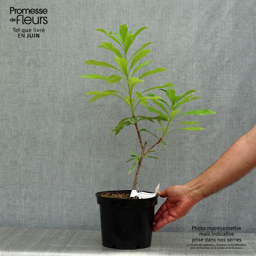 Amostra de Telopea speciosissima Vaso de 4 L/5 L tal como entregue no verão