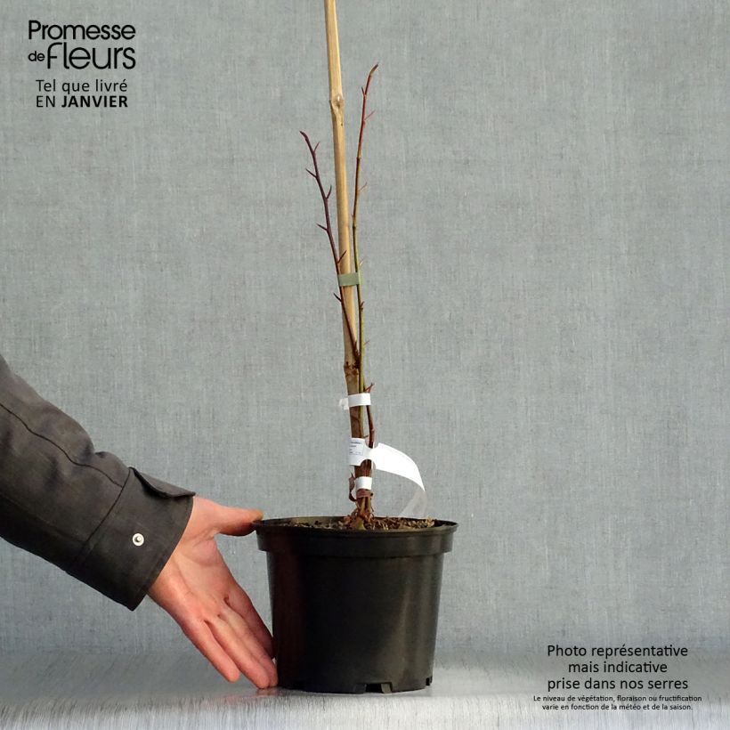 Amostra de Tetracentron sinense Vaso de 2 L/3 L tal como entregue no inverno