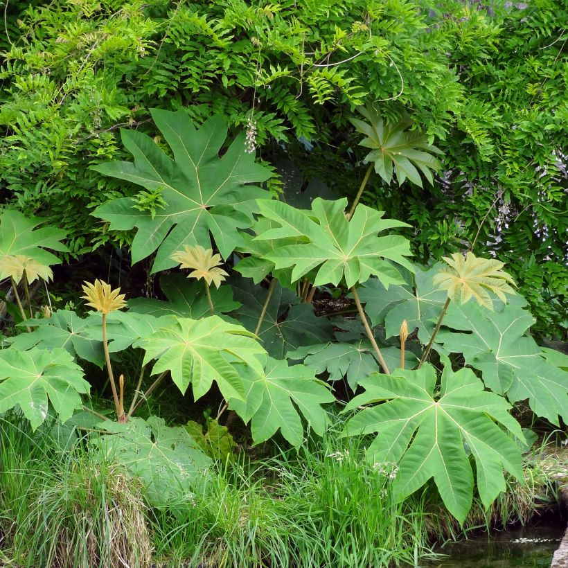 Tetrapanax papyrifera Rex (Hábito)
