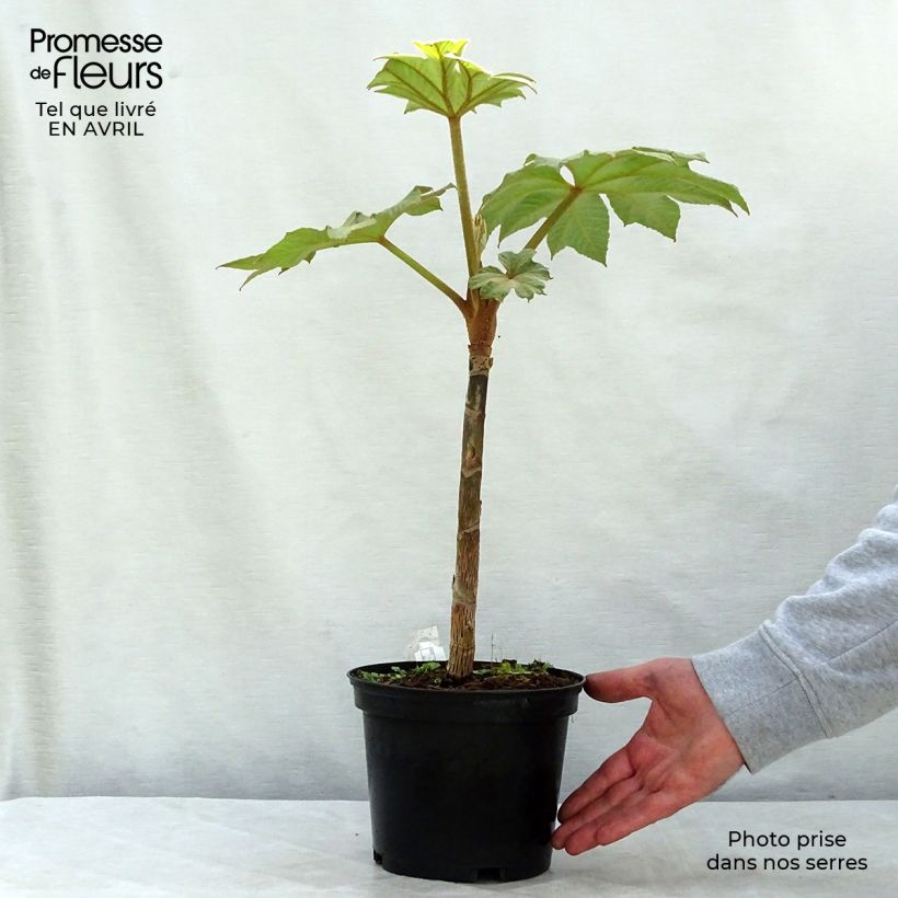 Amostra de Tetrapanax papyrifera Rex Vaso de 3 L/4 L tal como entregue na primavera