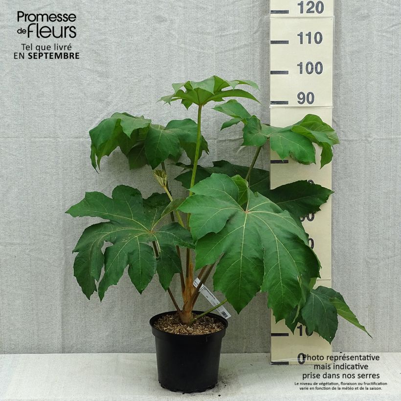 Amostra de Tetrapanax papyrifera Rex Vaso de 6 L/7 L tal como entregue no verão