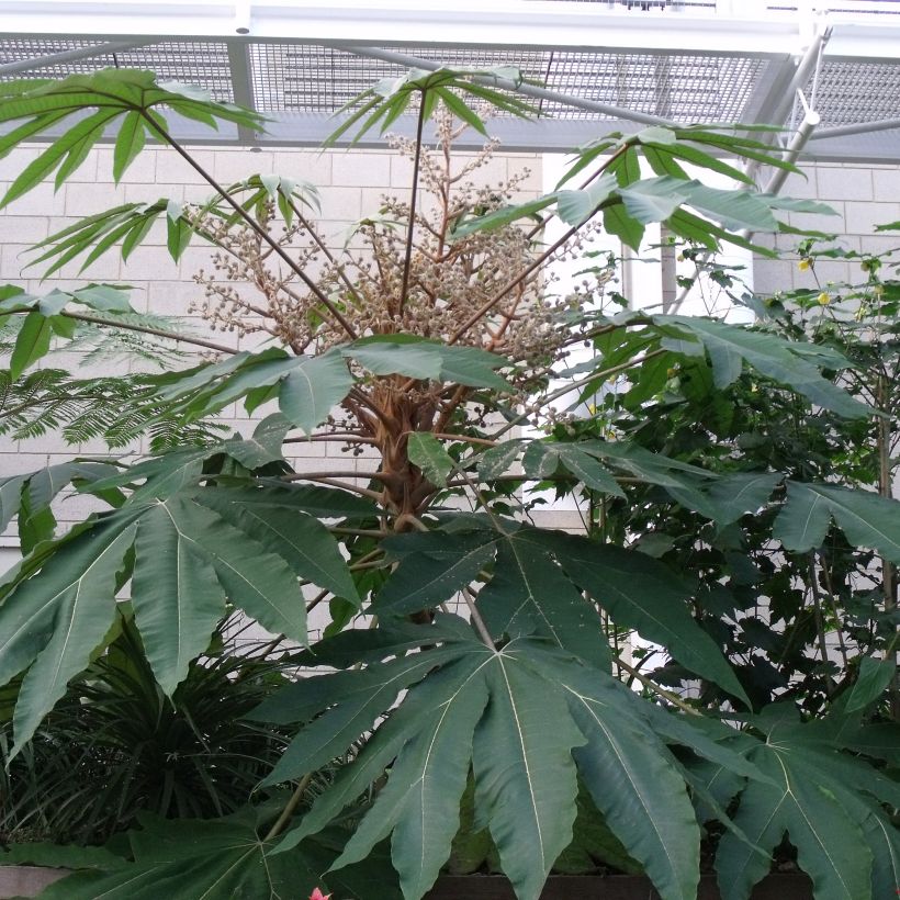 Tetrapanax papyrifera Rex (Folhagem)