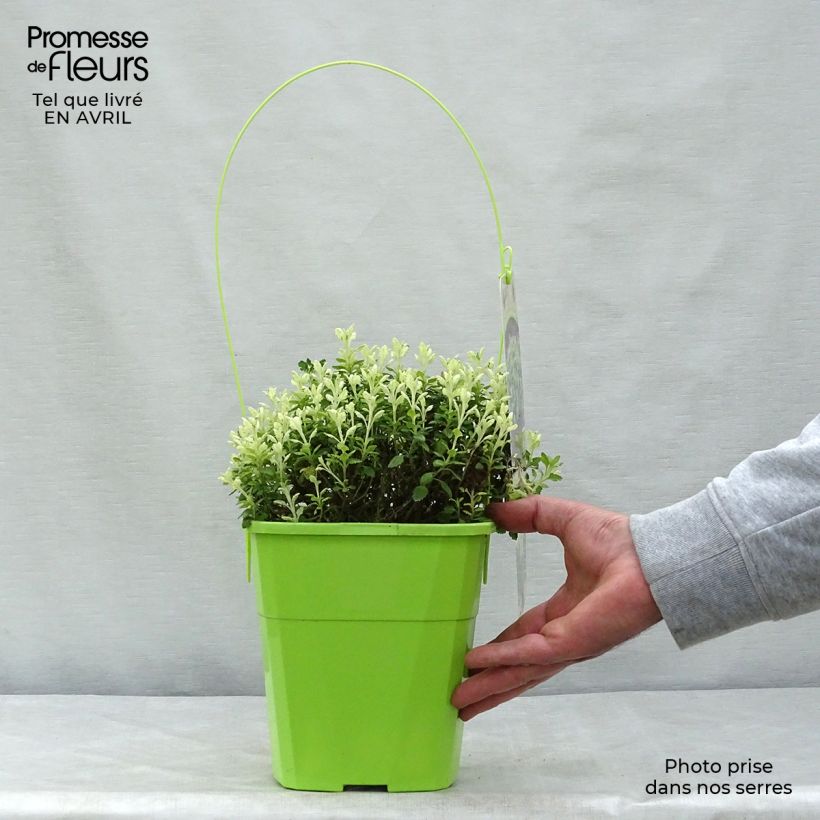 Amostra de Teucrium × lucidrys Lucky Gold Vaso de 4 L/5 L tal como entregue na primavera