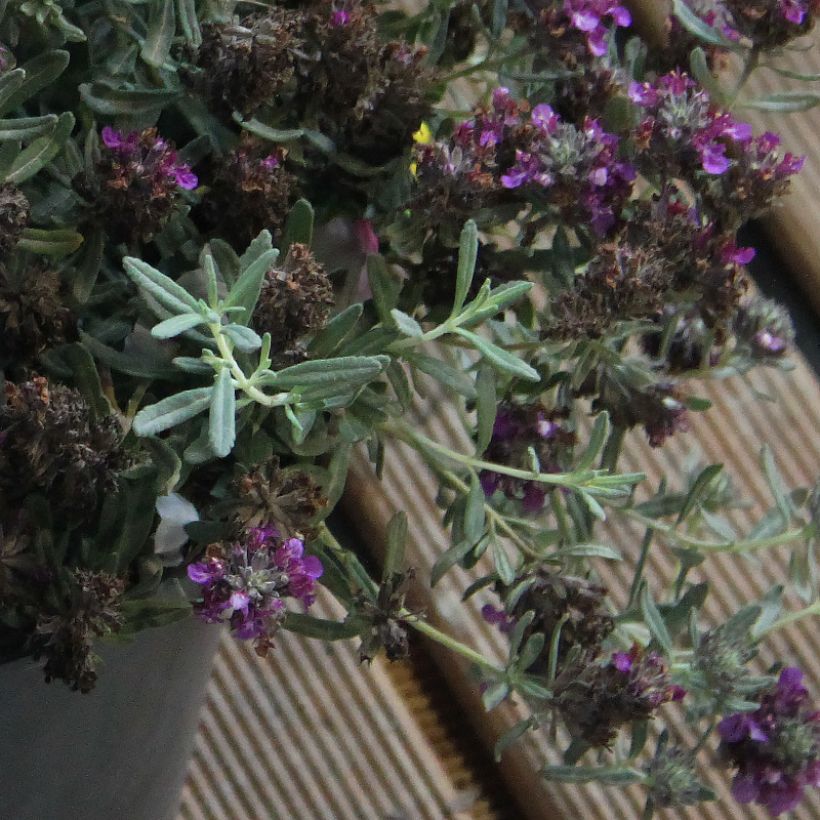 Teucrium ackermanii (Folhagem)
