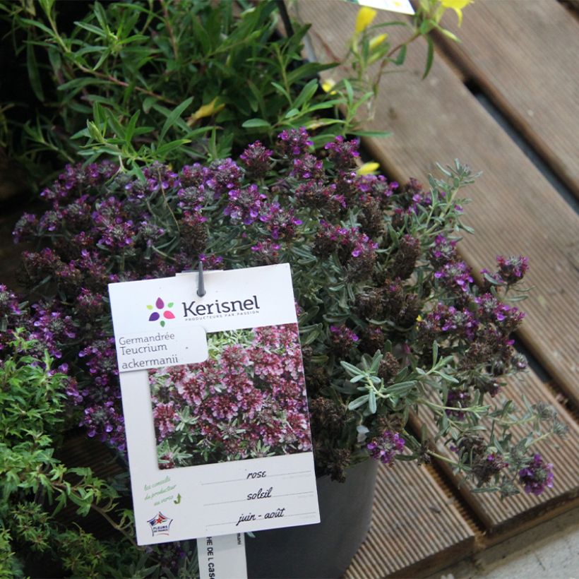 Teucrium ackermanii (Hábito)