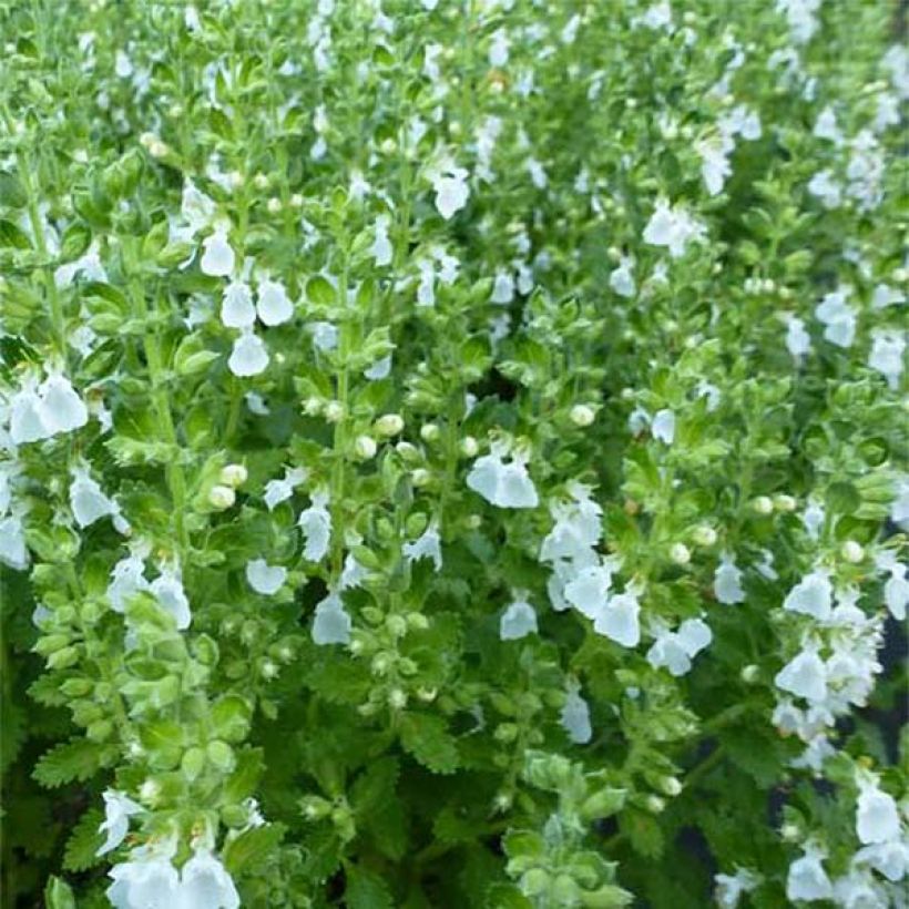 Teucrium chamaedrys Alba (Floração)