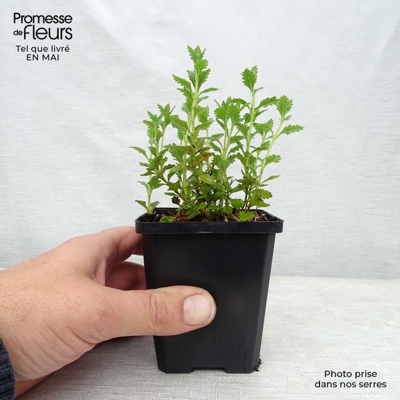 Amostra de Teucrium chamaedrys Alba Vaso de 8/9 cm tal como entregue na primavera