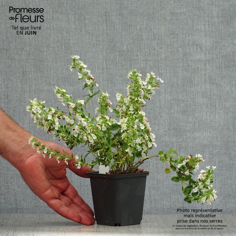 Amostra de Teucrium chamaedrys Alba Vaso de 8/9 cm tal como entregue no verão