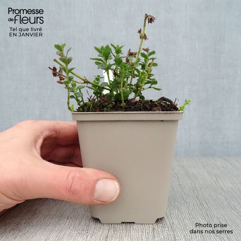 Amostra de Teucrium chamaedrys Alba - Germandrée Petit-chêne Vaso de 8/9 cm tal como entregue no inverno
