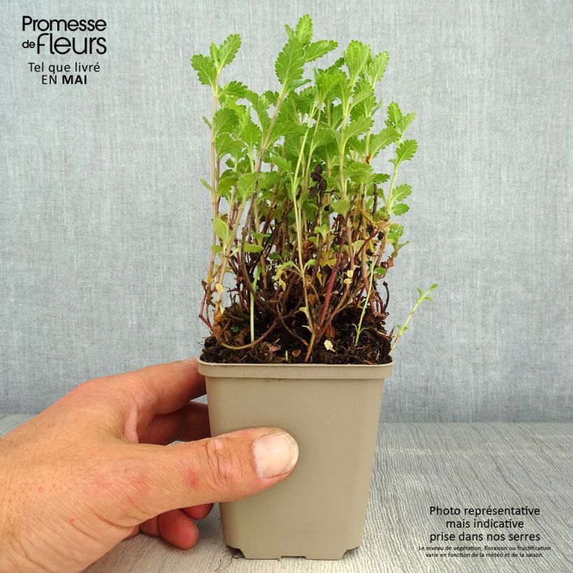 Amostra de Teucrium chamaedrys Wild Form Vaso de 8/9 cm tal como entregue na primavera