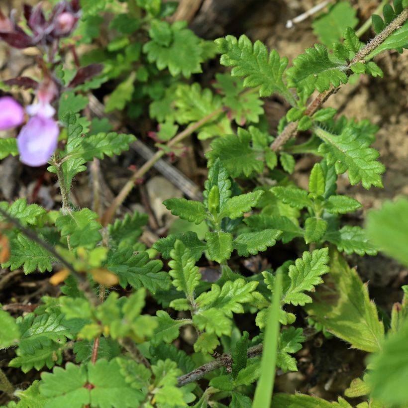 Teucrium chamaedrys Wild Form (Folhagem)