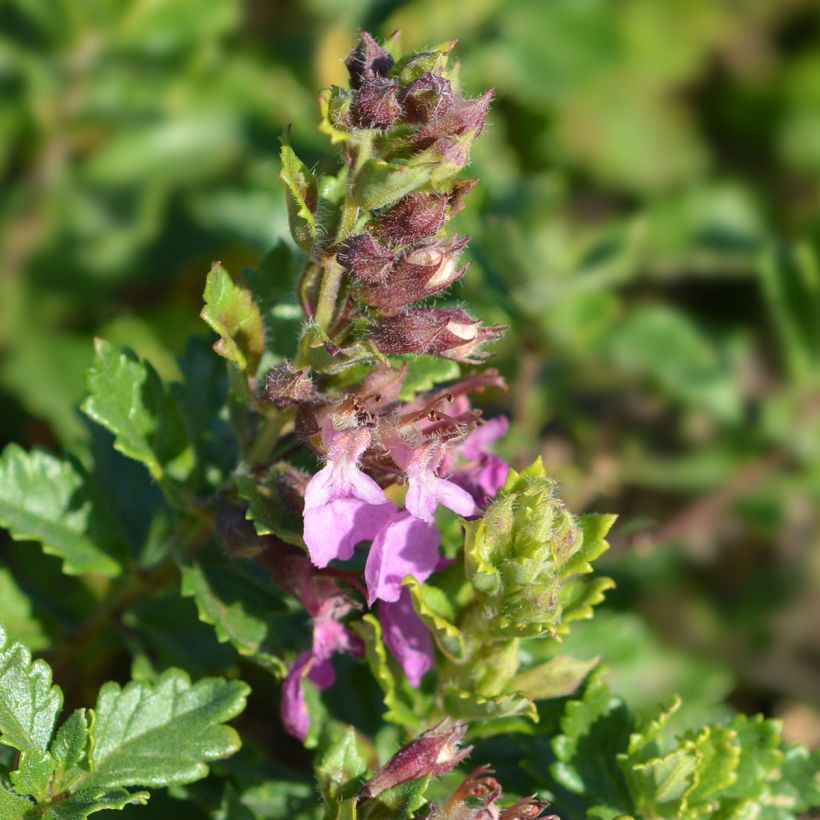 Teucrium chamaedrys Wild Form (Floração)