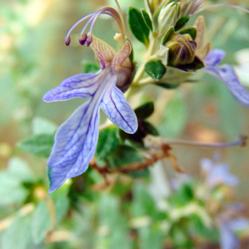 Teucrium fruticans Azureum (Floração)