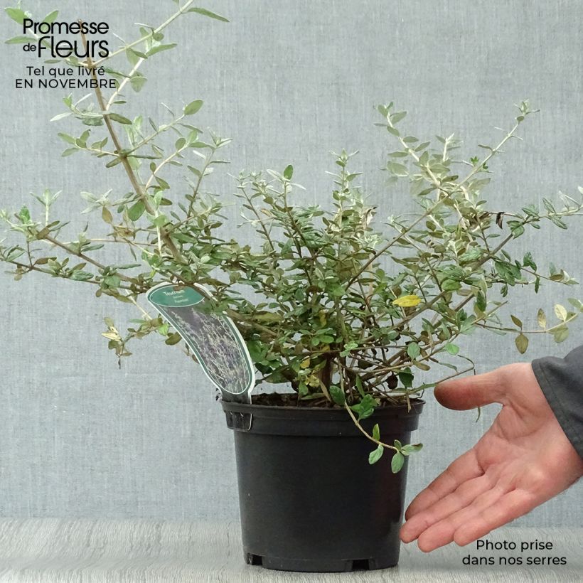 Amostra de Teucrium fruticans Azureum Vaso de 2 L/3 L tal como entregue no outono