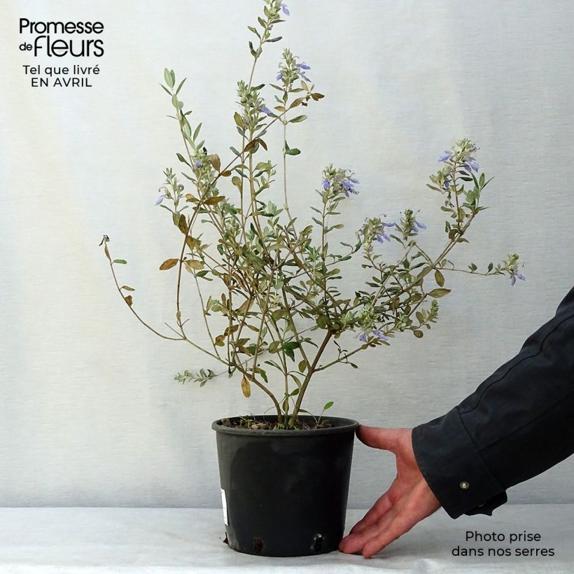Amostra de Teucrium fruticans Azureum Vaso de 2 L/3 L tal como entregue na primavera
