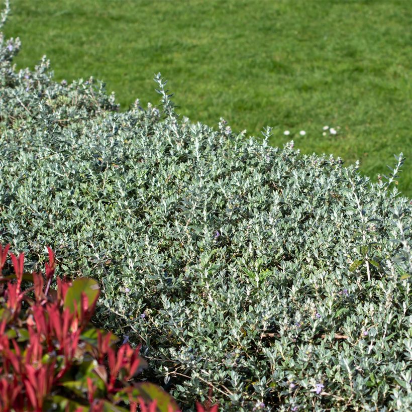 Teucrium fruticans Selection Erecta (Hábito)