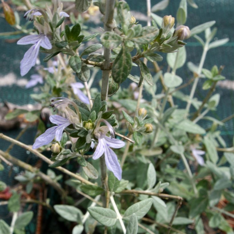 Teucrium fruticans (Folhagem)