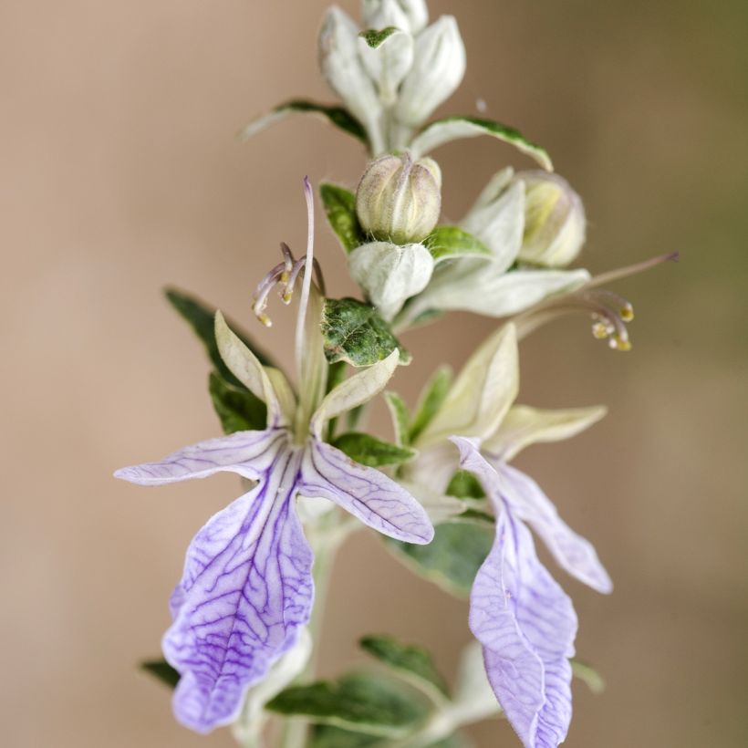 Teucrium fruticans (Floração)
