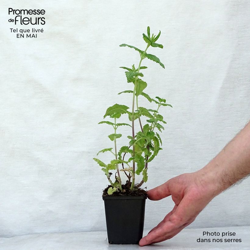 Amostra de Teucrium hircanicum Vaso de 8/9 cm tal como entregue na primavera