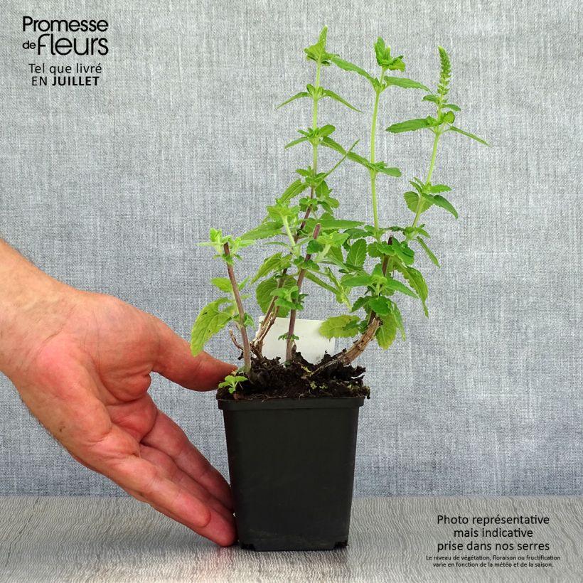 Amostra de Teucrium hircanicum Vaso de 8/9 cm tal como entregue no verão