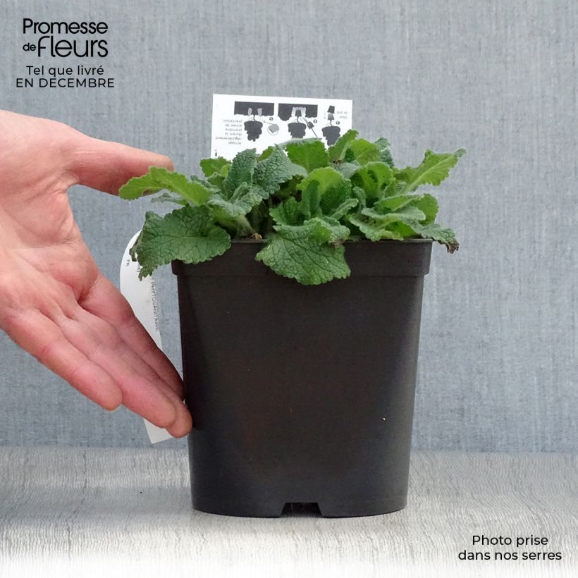 Amostra de Teucrium hircaninum Paradise Delight - Germandrée d'Iran Pot de 2L/3L tal como entregue no inverno