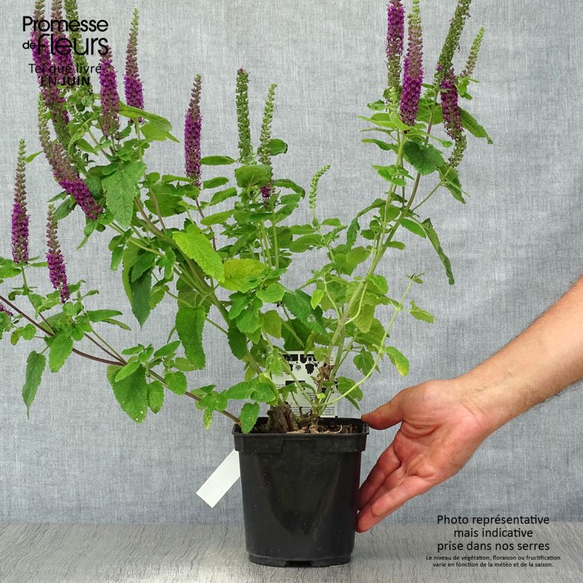 Amostra de Teucrium hircanicum Paradise Delight Vaso de 2 L/3 L tal como entregue no verão