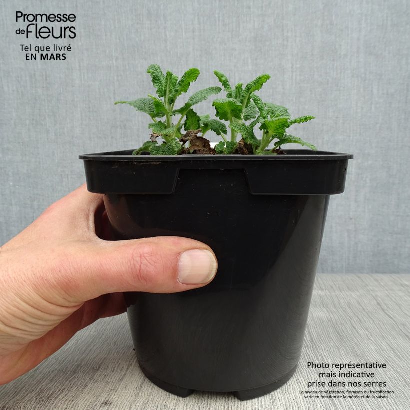 Amostra de Teucrium hircanicum Paradise Delight Vaso de 2 L/3 L tal como entregue na primavera