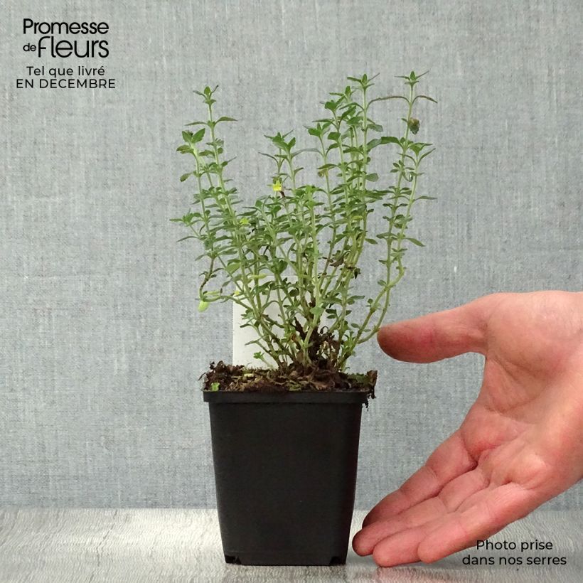 Amostra de Teucrium × lucidrys Vaso de 8/9 cm tal como entregue no inverno