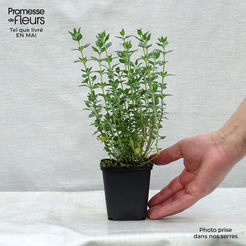 Amostra de Teucrium × lucidrys Vaso de 8/9 cm tal como entregue na primavera