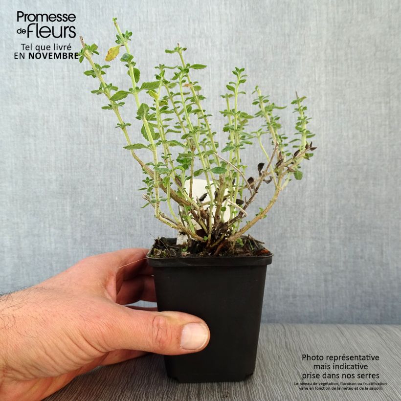 Amostra de Teucrium × lucidrys Vaso de 8/9 cm tal como entregue no outono