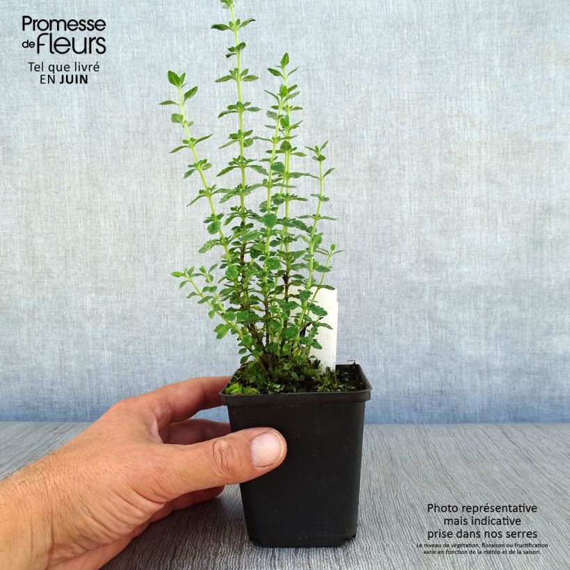 Amostra de Teucrium × lucidrys Vaso de 8/9 cm tal como entregue no verão