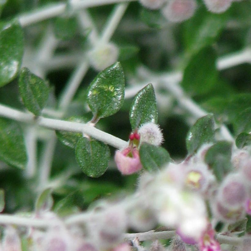 Teucrium marum (Folhagem)