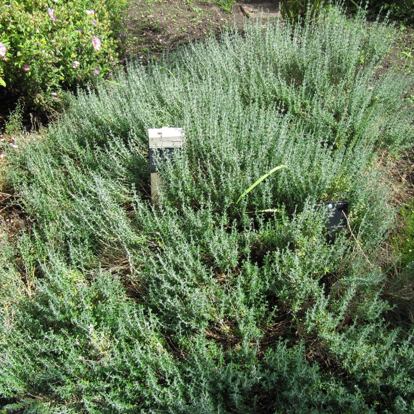 Teucrium marum (Hábito)
