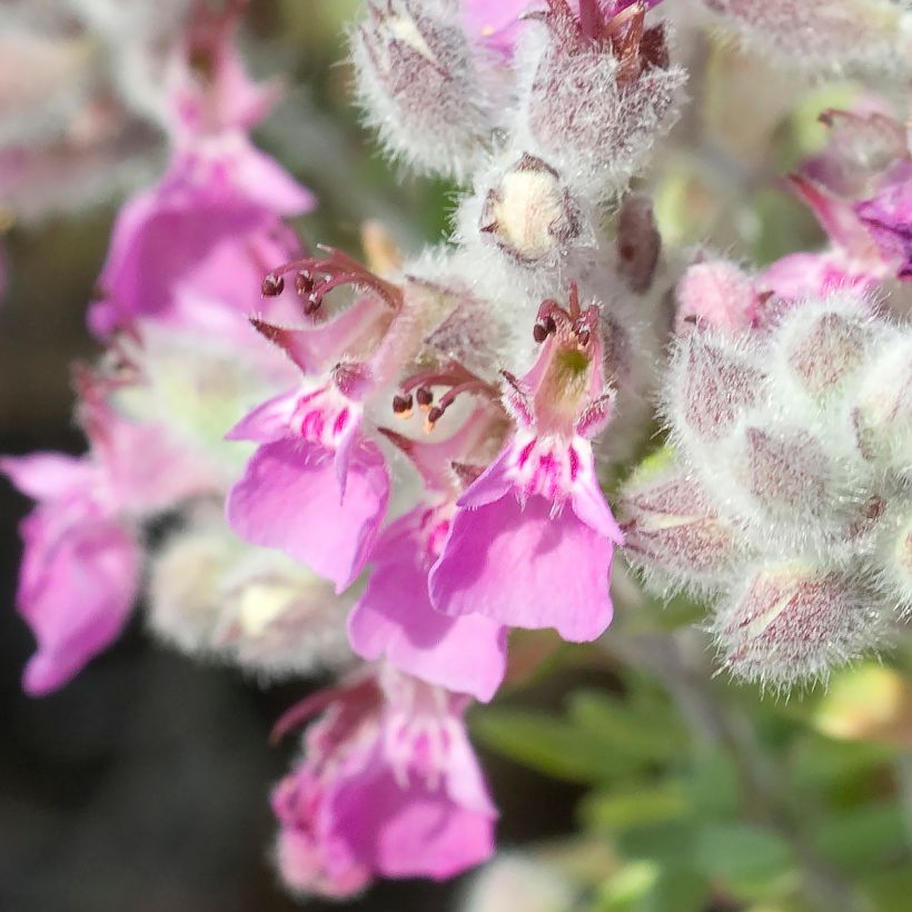 Teucrium marum (Floração)