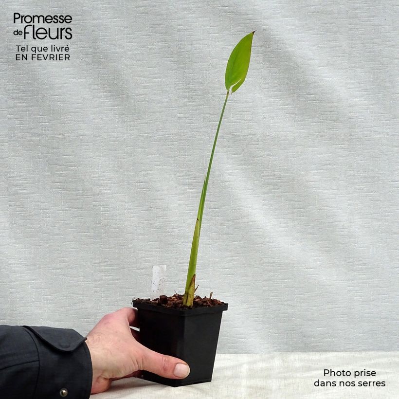 Amostra de Thalia dealbata - Thalie blanche Vaso de 8/9 cm tal como entregue no inverno