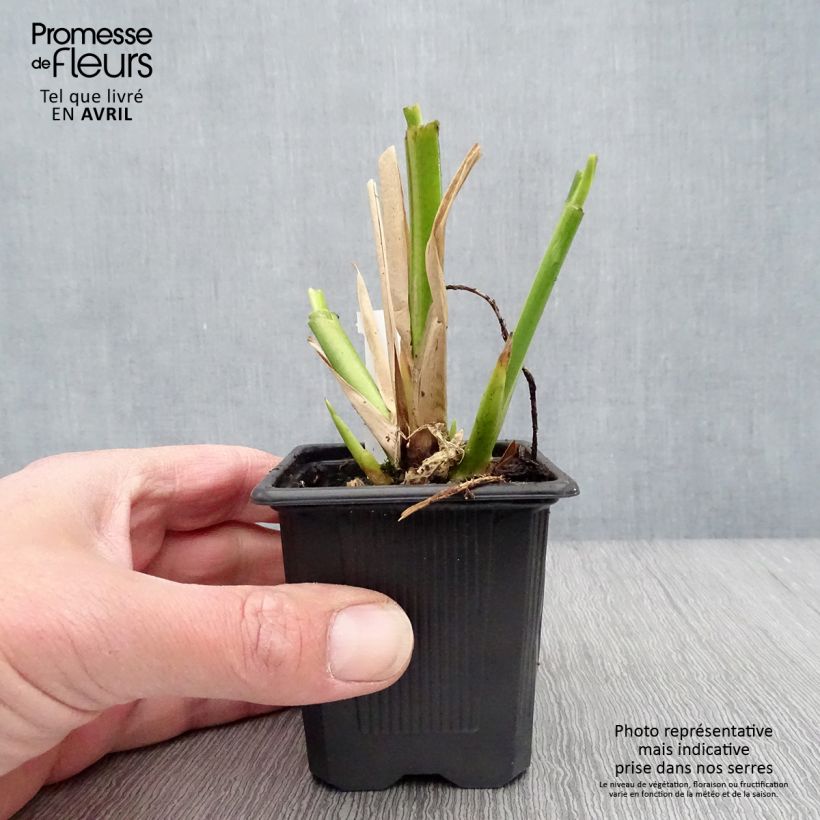 Amostra de Thalia dealbata Vaso de 8/9 cm tal como entregue na primavera