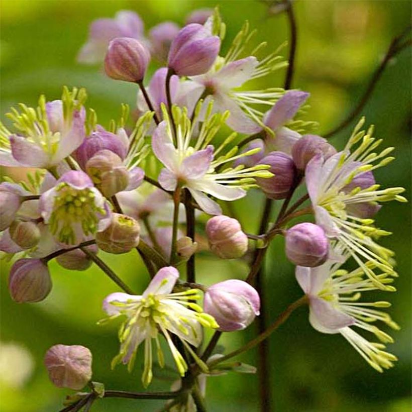 Thalictrum Anne (Floração)
