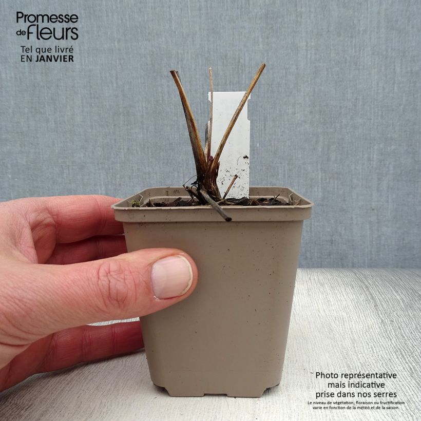 Amostra de Thalictrum Anne - Pigamon Vaso de 8/9 cm tal como entregue no inverno