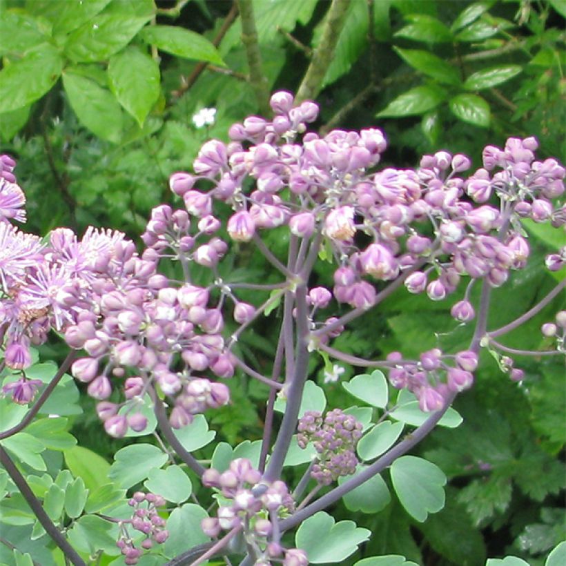 Thalictrum Black Stockings (Floração)